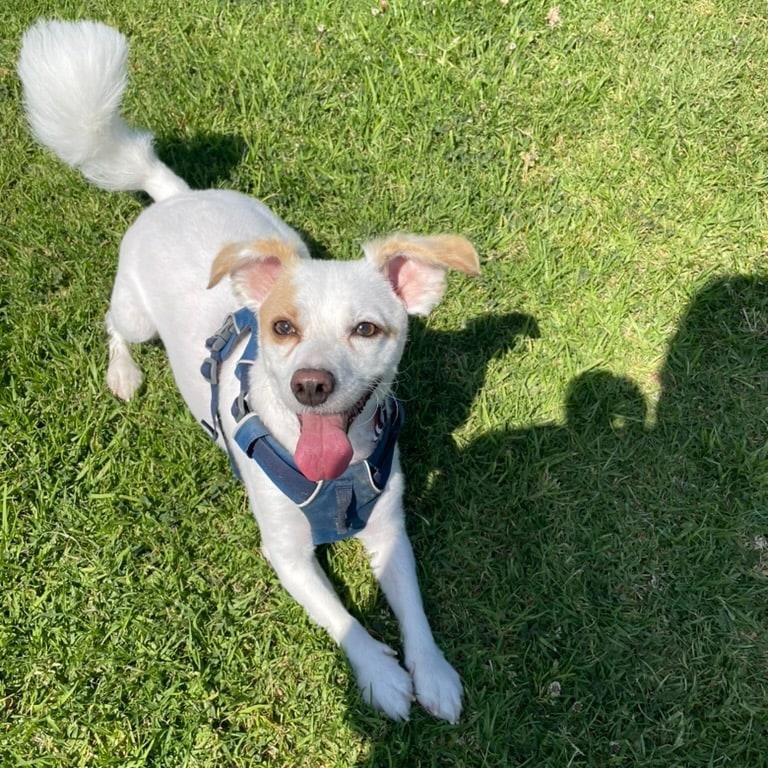 Brian's happy white dog sitting in the grass on a sunny day.